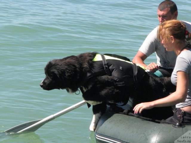 Фото: ньюфаундленд Mag Ispolin Lavina (Маг Исполин Лавина), Aleksandra Vesnina (Александра Веснина)