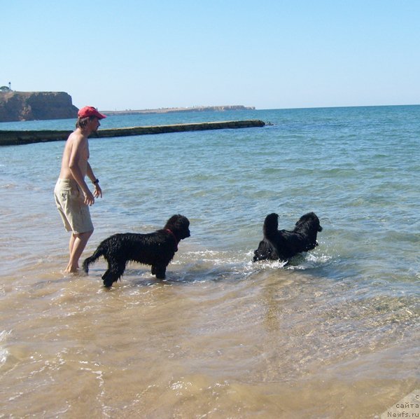 Фото: ньюфаундленд Beguschaya po Volnam Samo Sovershenstvo (Бегущая по Волнам Само Совершенство), ньюфаундленд Beguschaya po Volnam Harizma (Бегущая по Волнам Харизма)