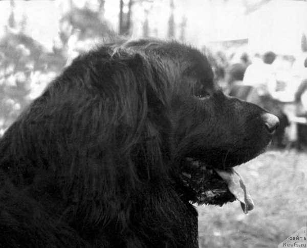 Фото: ньюфаундленд YUstas-Agli (Юстас-Агли)