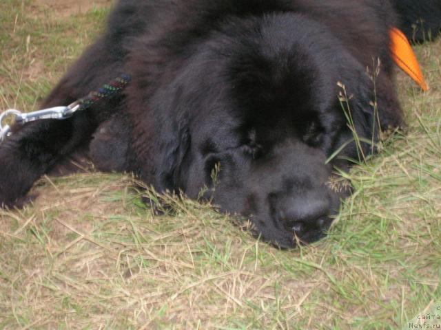 Фото: ньюфаундленд Atlant Byest (Атлант Бэст)