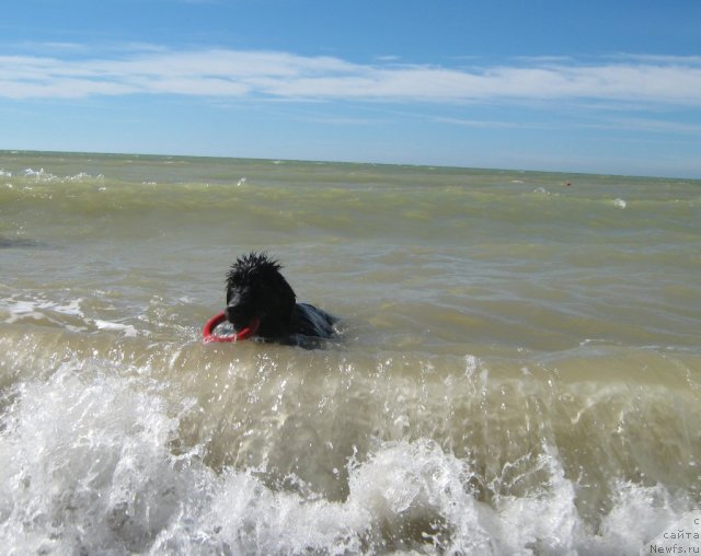 Фото: ньюфаундленд YUnona (Юнона)