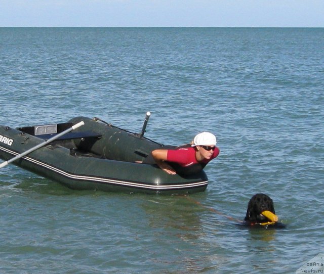 Фото: ньюфаундленд YUnona (Юнона), Kseniya Semikova (Ксения Семикова)