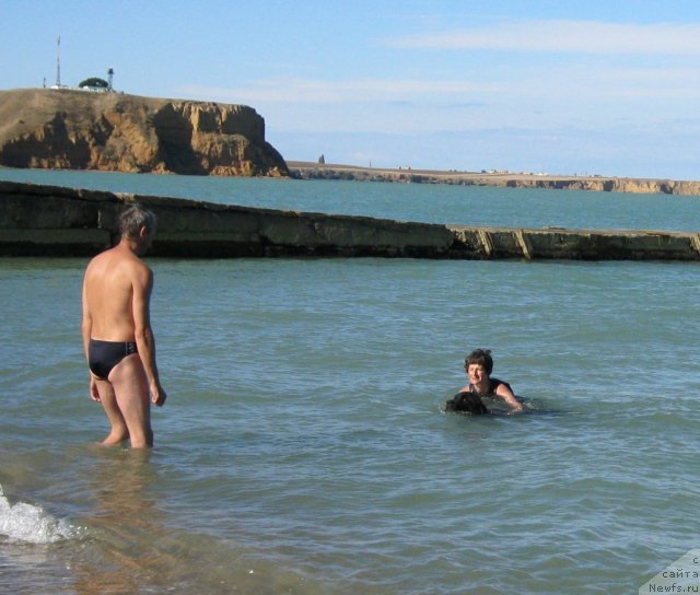 Фото: ньюфаундленд YUnona (Юнона), Nataliya Mihaylova (Наталия Михайлова)