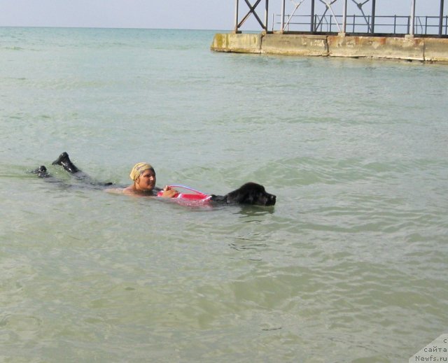 Фото: ньюфаундленд YUnona (Юнона), Anastasiya Mihaylova (Анастасия Михайлова)