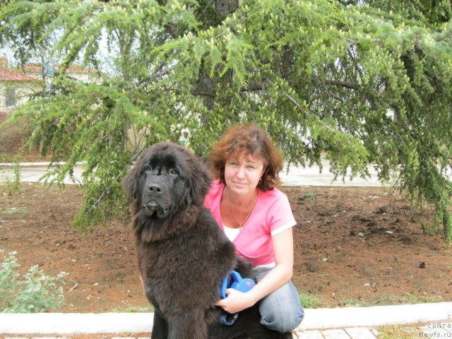 Фото: ньюфаундленд YUnona (Юнона), [1856:]