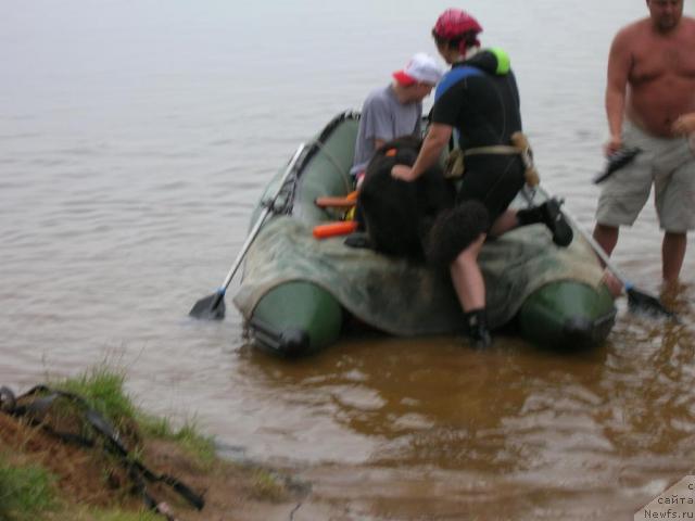 Фото: ньюфаундленд Atlant Byest (Атлант Бэст), Varvara Ryibalova (Варвара Рыбалова)