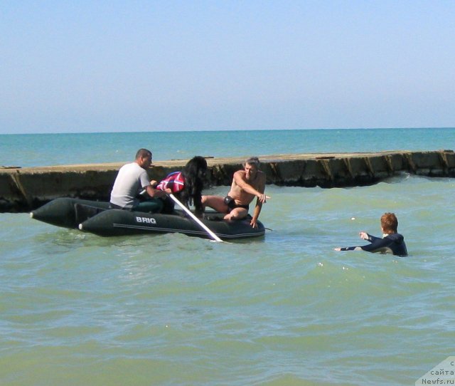 Фото: ньюфаундленд YUnona (Юнона), Irina Dolotova (Ирина Долотова), Andrey Koshkid'ko (Андрей Кошкидько)