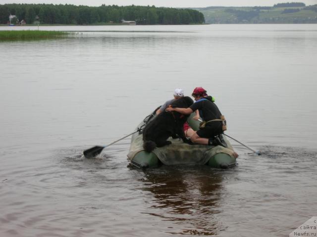 Фото: ньюфаундленд Atlant Byest (Атлант Бэст), Varvara Ryibalova (Варвара Рыбалова)