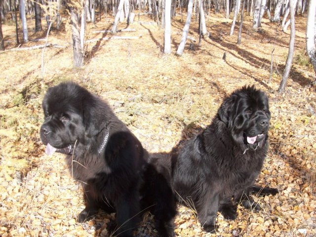 Фото: ньюфаундленд Karat iz Medvejyego Yara (Карат из Медвежьего Яра)