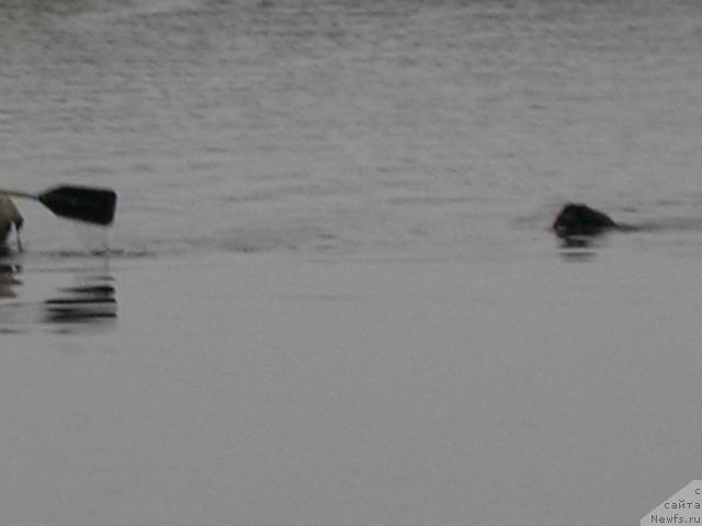 Фото: ньюфаундленд Atlant Byest (Атлант Бэст)