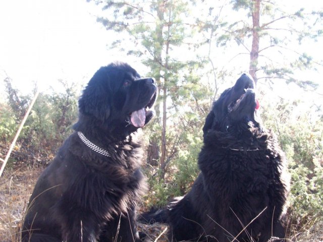 Фото: ньюфаундленд Karat iz Medvejyego Yara (Карат из Медвежьего Яра)