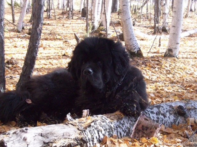 Фото: ньюфаундленд Karat iz Medvejyego Yara (Карат из Медвежьего Яра)