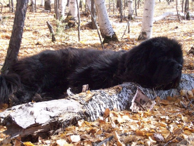 Фото: ньюфаундленд Karat iz Medvejyego Yara (Карат из Медвежьего Яра)