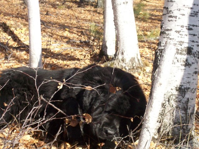 Фотография № 49845