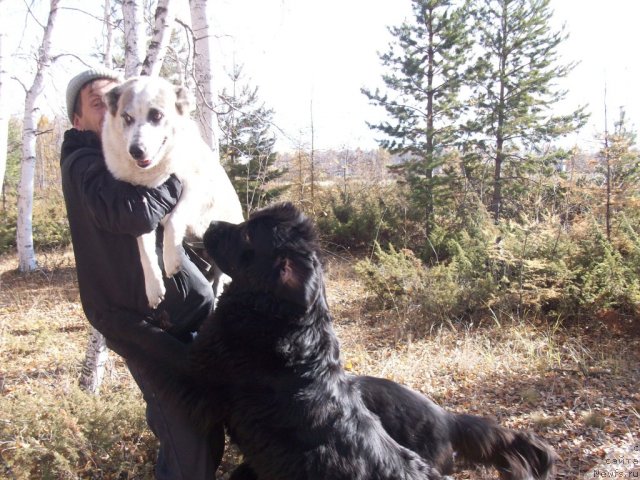 Фото: ньюфаундленд Yarada iz Sibirskoy Glubinki (Ярада из Сибирской Глубинки)