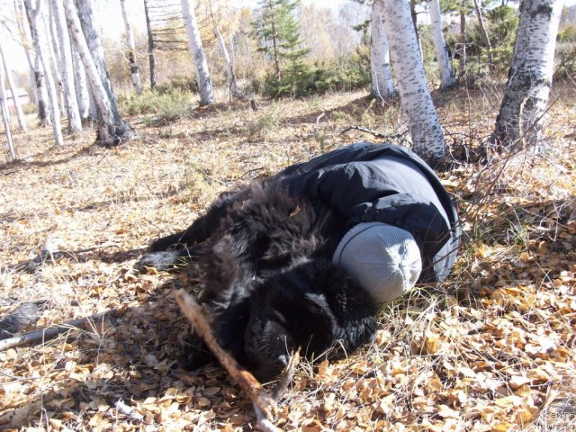 Фото: ньюфаундленд Karat iz Medvejyego Yara (Карат из Медвежьего Яра)