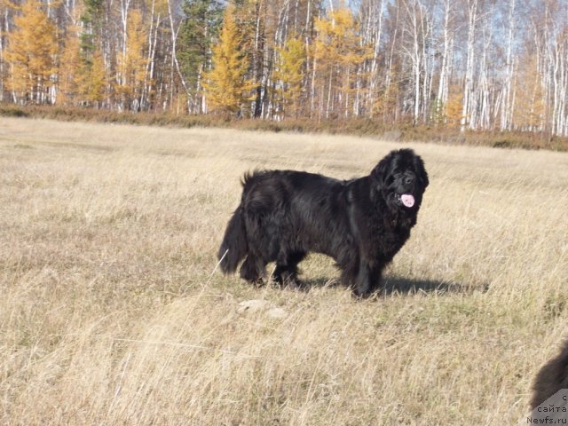 Фото: ньюфаундленд Yarada iz Sibirskoy Glubinki (Ярада из Сибирской Глубинки)