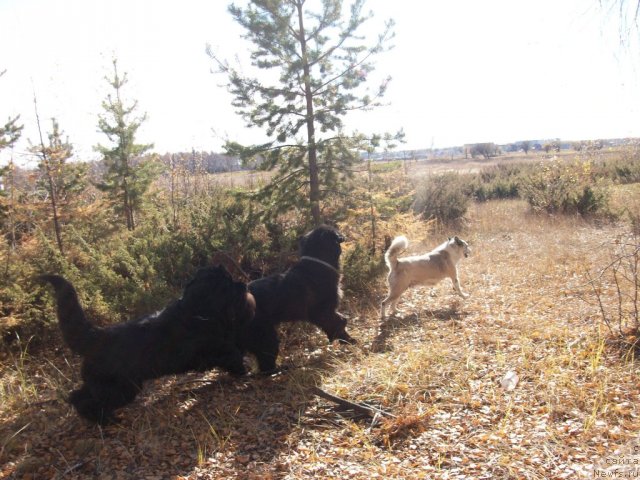 Фотография № 49850