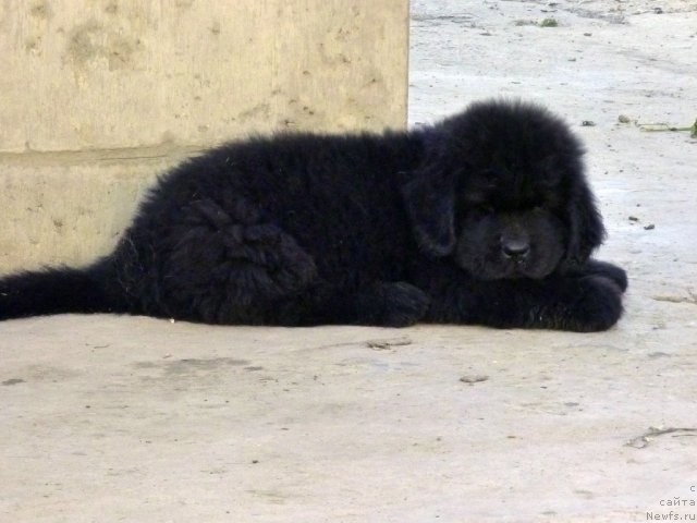 Фото: ньюфаундленд Beher YUlius Gold (Бехер Юлиус Голд)