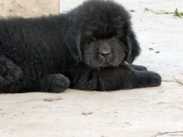 Фото: ньюфаундленд Beher YUlius Gold (Бехер Юлиус Голд)