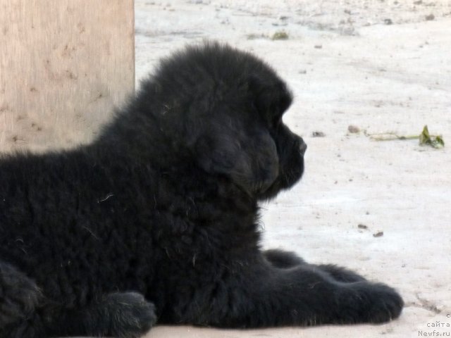 Фото: ньюфаундленд Beher YUlius Gold (Бехер Юлиус Голд)