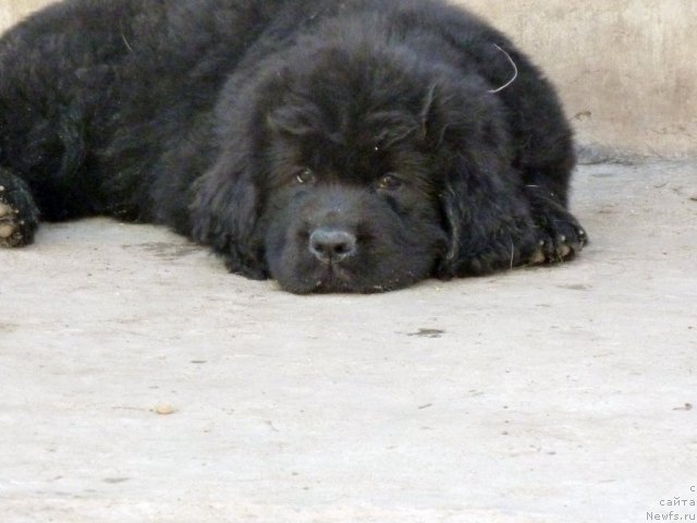 Фото: ньюфаундленд Bekki Blum (Бекки Блум)