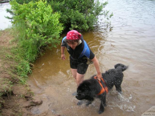 Фото: ньюфаундленд Atlant Byest (Атлант Бэст), Varvara Ryibalova (Варвара Рыбалова)