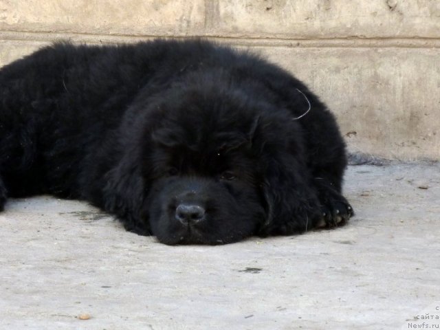 Фото: ньюфаундленд Bekki Blum (Бекки Блум)