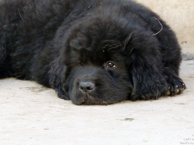 Фото: ньюфаундленд Bekki Blum (Бекки Блум)