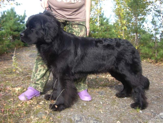 Фото: ньюфаундленд Super Bizon Valensiya (Супер Бизон Валенсия)