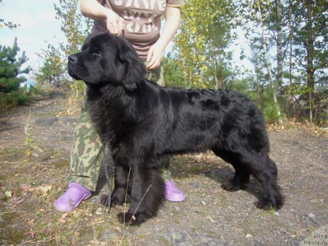 Фото: ньюфаундленд Super Bizon Valensiya (Супер Бизон Валенсия)