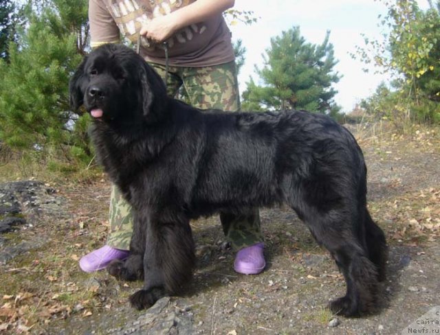 Фото: ньюфаундленд Super Bizon Valensiya (Супер Бизон Валенсия)