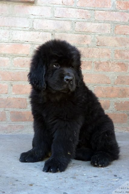 Фото: ньюфаундленд Bekki Blum (Бекки Блум)