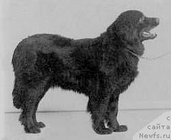 Фото: ньюфаундленд Black Beauty van de Papenhof