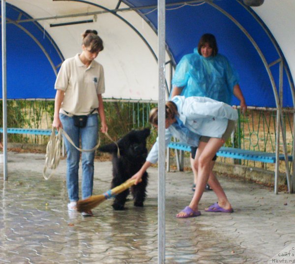 Фото: Римма Усатюк, Ekaterina Andryuschenko (Екатерина Андрющенко), Lyudmila Horikova (Людмила Хорикова), ньюфаундленд Beguschaya po Volnam VIP (Бегущая по Волнам Вип)