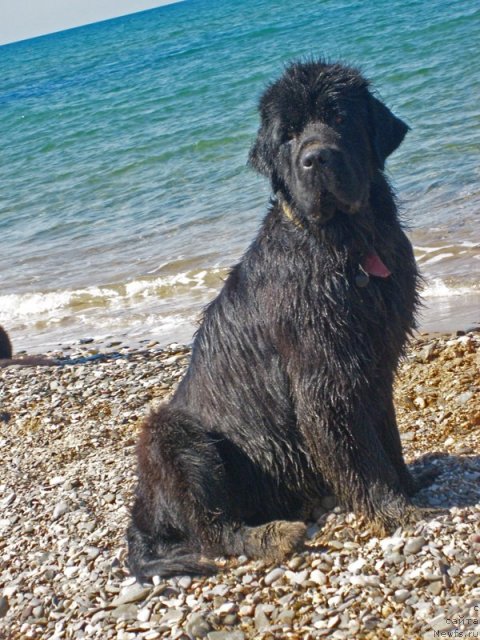 Фото: ньюфаундленд Talula Bell (Талула Белл)