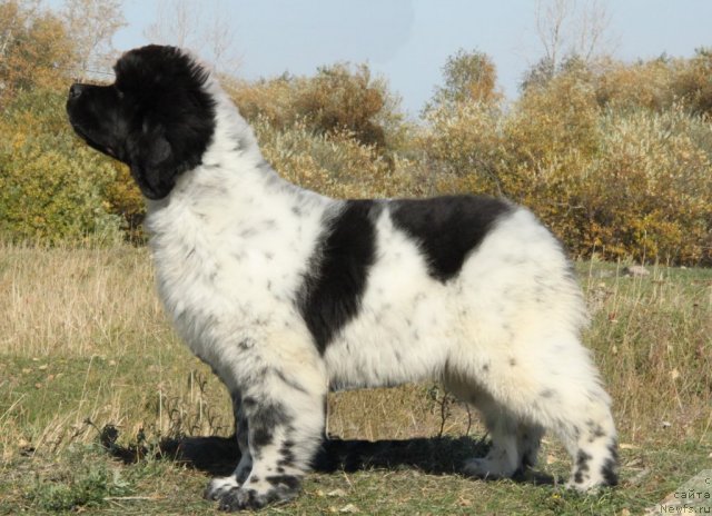 Фото: ньюфаундленд Akvian Song Zippi Panda (Аквиан Сонг Зиппи Панда)