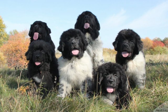 Фотография № 49935