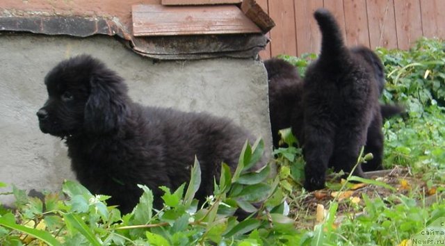 Фото: Дар СвеЗы улица ньюфов_Юлика Апус