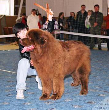 Фото: ньюфаундленд YOran s Berega Dona (Ёран с Берега Дона)