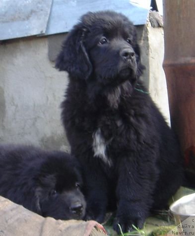 Фото: Дар СвеЗы улица ньюфов_Юлика Апус_Юника Сагитта