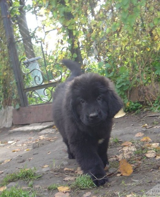 Фото: Дар СвеЗы улица ньюфов_Юника Сагитта