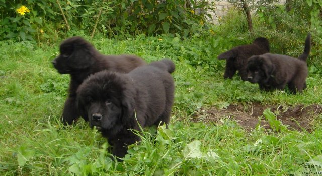 Фото: Дар СвеЗы улица ньюфов_Юника Сагитта