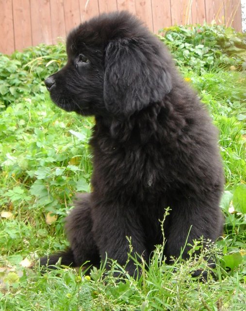 Фото: Дар СвеЗы улица ньюфов_Юнесса Корона Аустралис