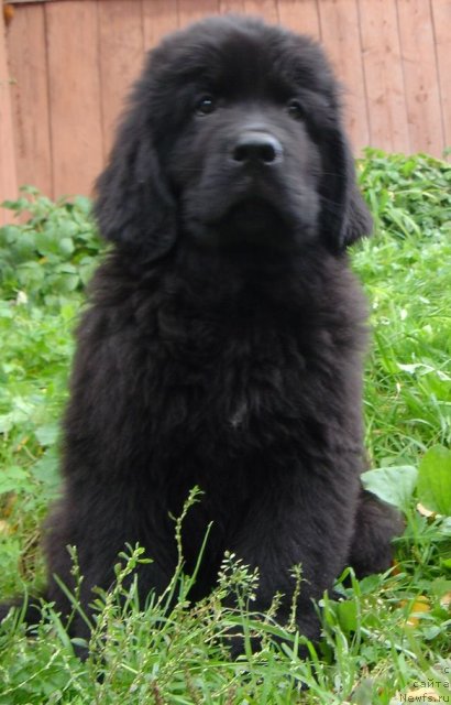 Фото: Дар СвеЗы улица ньюфов_Юнесса Корона Аустралис