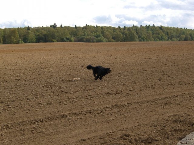 Фото: ньюфаундленд Plyushevaya Panda Plenitel'naya Dalida (Плюшевая Панда Пленительная Далида)