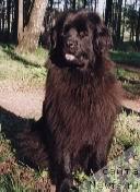 Фото: ньюфаундленд Peter-Bear Lagra Byest (Петер-Беар Лагра Бэст)