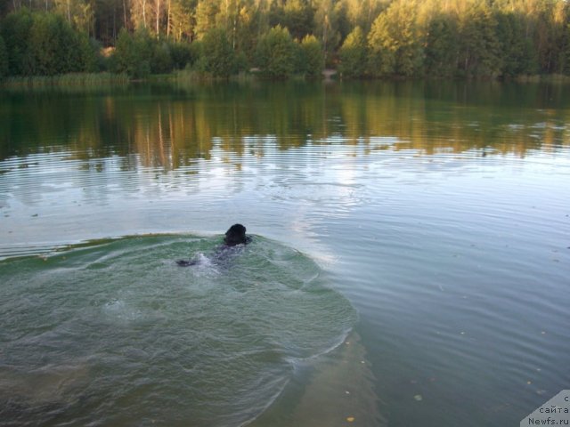 Фото: ньюфаундленд Plyushevaya Panda Plenitel'naya Dalida (Плюшевая Панда Пленительная Далида)