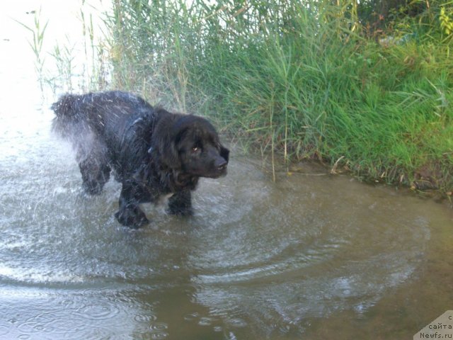 Фото: ньюфаундленд Plyushevaya Panda Plenitel'naya Dalida (Плюшевая Панда Пленительная Далида)