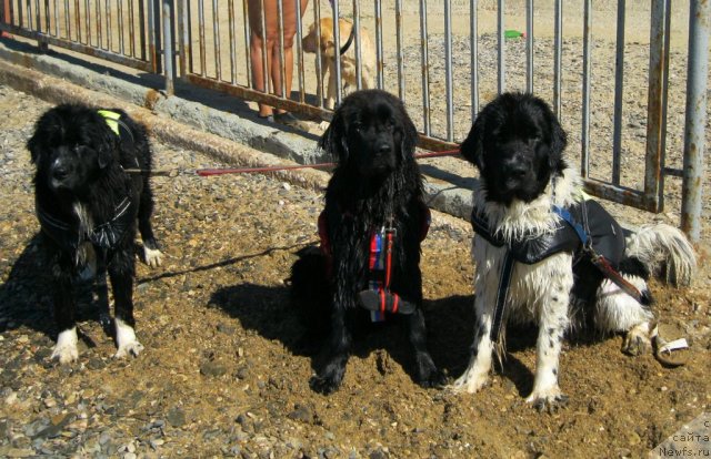 Фотография № 49987